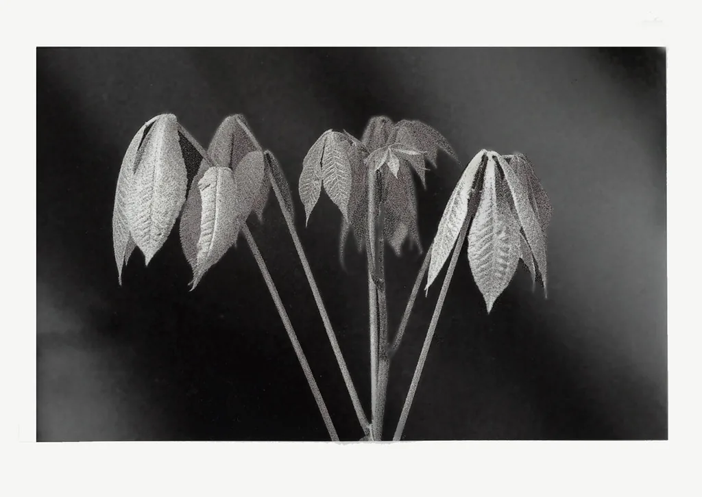 Top 10 des plantes d'intérieur les plus faciles à entretenir
