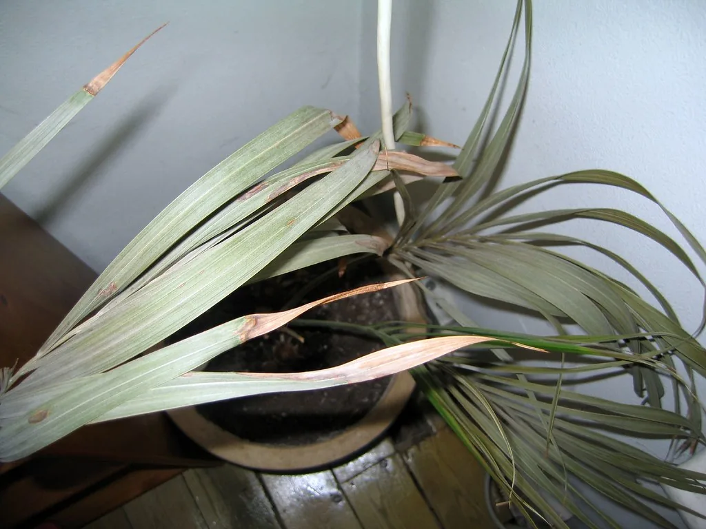 Comment sauver vos plantes d'intérieur qui jaunissent