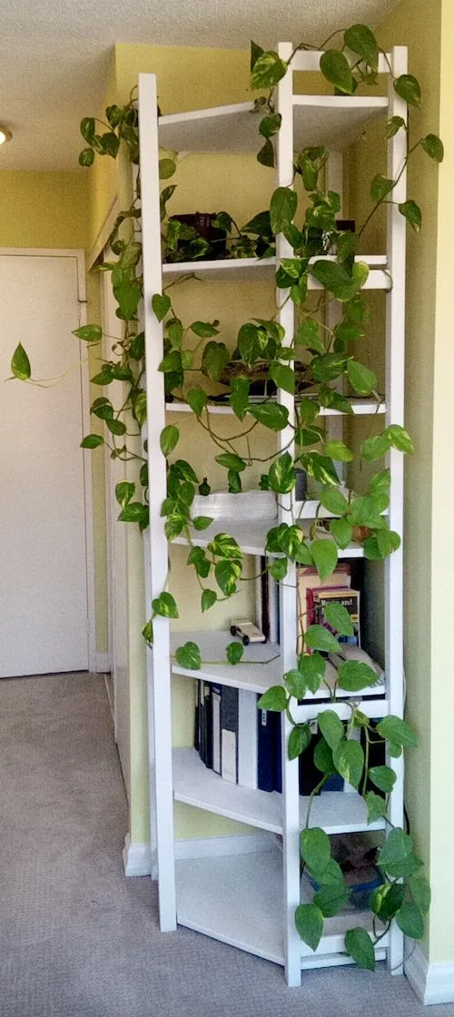 Les 5 plantes d'intérieur les plus faciles pour débutants